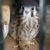 Pigeons Attack Another Baby Falcon In Greenpoint